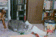 Squish, Christmas 1999